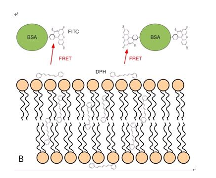 TRITC-BSA