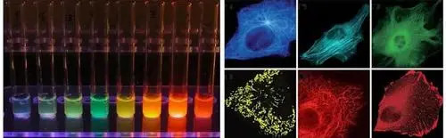 TRITC/CY5/CY3/CY5.5-BSA 荧光标记刀豆球蛋白A