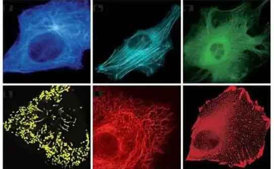 荧光标记天花粉蛋白 荧光标记天花粉蛋白