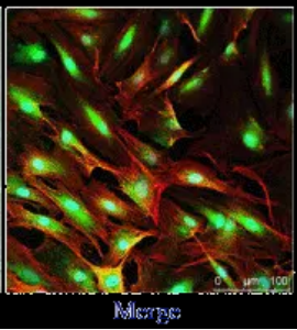 荧光标记角蛋白 荧光标记角蛋白