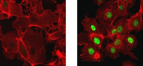 荧光标记葡萄球菌蛋白A 荧光标记葡萄球菌蛋白A