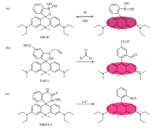 生物荧光成像中的硅基罗丹明荧光探针