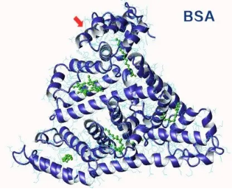 FITC-BSA-CM