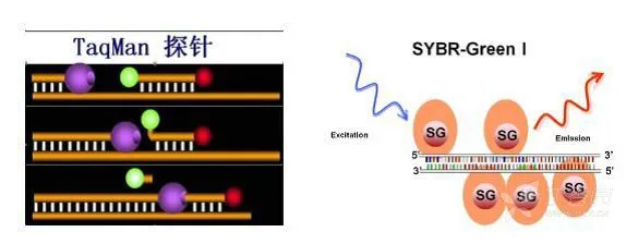 oligo(dT)荧光探针