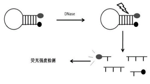 cDNA链探针