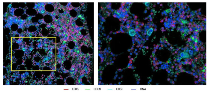 荧光标记酵母多糖zYM