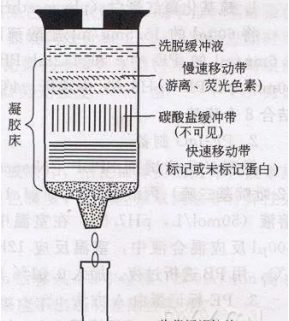 星戈瑞简述改良法/透析标记法标记蛋白/抗体