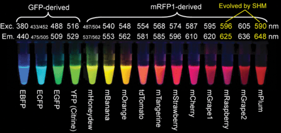 荧光标记绿色荧光蛋白GFP