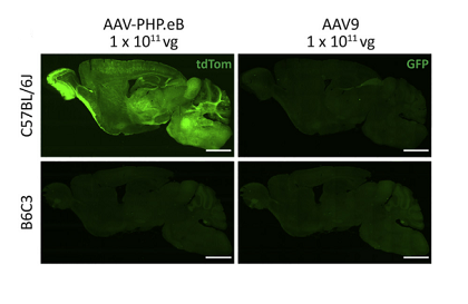荧光标记抑肽酶蛋白Aprotinin Protein