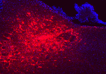 荧光标记共聚物,荧光标记聚乳酸-聚已内酯聚乙二醇-氨基,荧光标记PLA-PCL-PEG-NH2