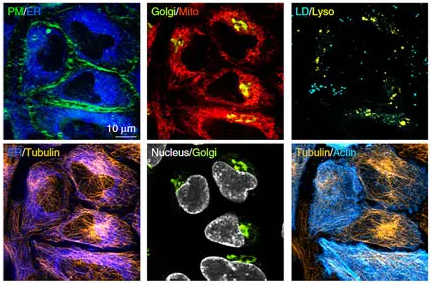荧光标记淋巴特异性探针HA