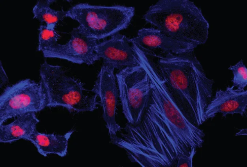 TTQ-TC荧光探针 TTQ-TC荧光探针