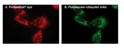 荧光标记葡萄糖胺多糖 Glycosaminoglycans