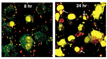 荧光染料标记双链RNA dsRNA