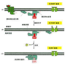 FITC-Protein G