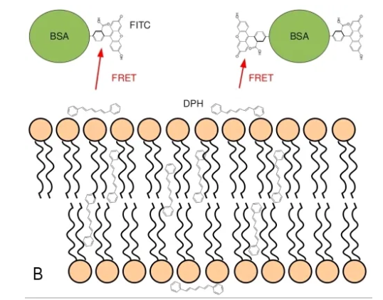 HSA-FITC