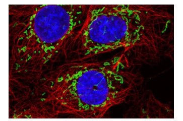 荧光标记聚乳酸-聚已内酯-聚乙二醇-马来酰亚胺 PLA-PCL-PEG-MAL