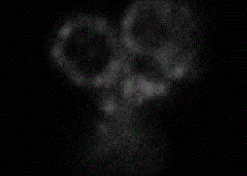 荧光标记丹参酮Ⅱ_A鱼精蛋白纳米粒