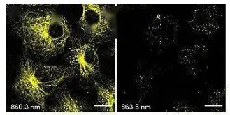 荧光标记PPLGA微球纳米粒子