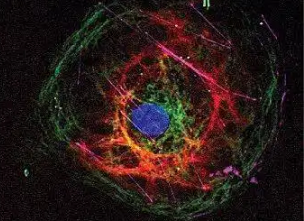 荧光标记四氧化三铁纳米粒 Fe3O4