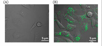 荧光标记金纳米粒子