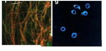 荧光标记超顺磁性氧化铁纳米颗粒