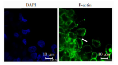 荧光标记金属氧化物纳米颗粒