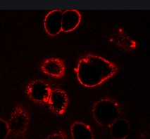 荧光标记四氧化三铁磁性纳米颗粒 荧光标记四氧化三铁磁性纳米颗粒