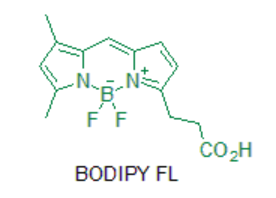 BODIPY FL