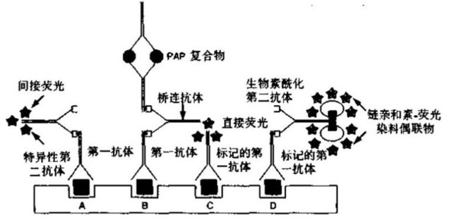 星戈瑞荧光-免疫荧光标记技术及实验步骤