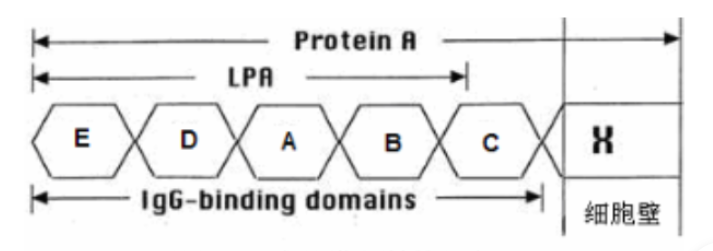 CY3-Protein A
