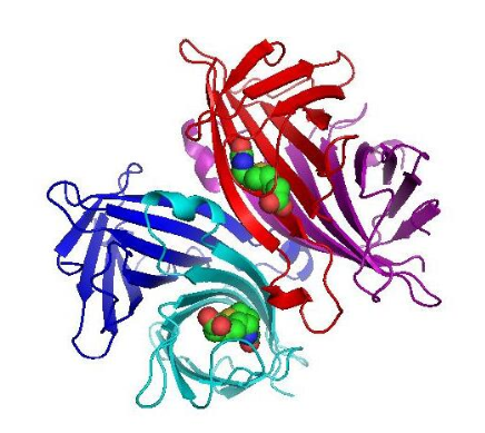 TRITC-Streptavidin