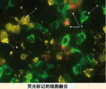 荧光标记星戈瑞