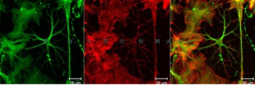 FITC-PEG-COOH的不同生物研究应用-星戈瑞