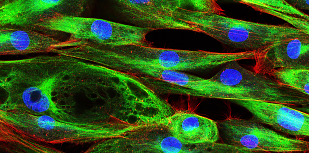 什么是FITC标记NHS？Fluorescein-NHS