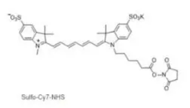 Sulfo-CY7 NHS ester亲水性荧光染料1603861-95-5星戈瑞