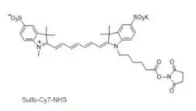 磺基-CY7 NHS酯1603861-95-5细胞成像应用