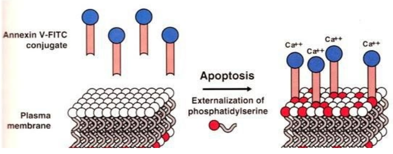 星戈瑞 Annexin V-FITC细胞凋亡检测试剂盒