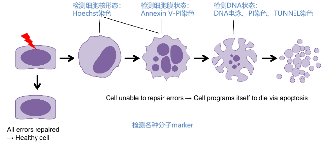 星戈瑞Hoechst染色试剂盒：解密细胞核染色的利器