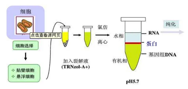 星戈瑞Trizol 试剂盒：解密RNA提取的利器