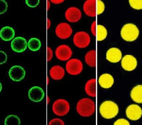 罗丹明标记的微球 罗丹明标记的微球