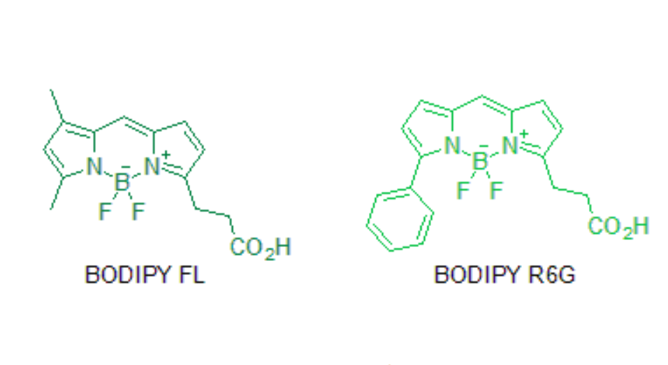 星戈瑞 | BODIPY硼二吡咯荧光染料-BODIPY FL/BODIPY R6G