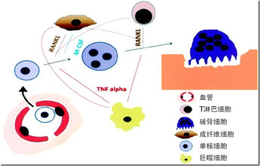 星戈瑞-吲哚氰绿(ICG)标记骨涎蛋白BSP/前白蛋白PAB